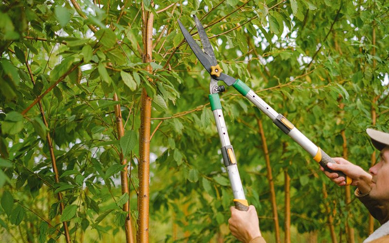 Tree trimming in Garland City, AR